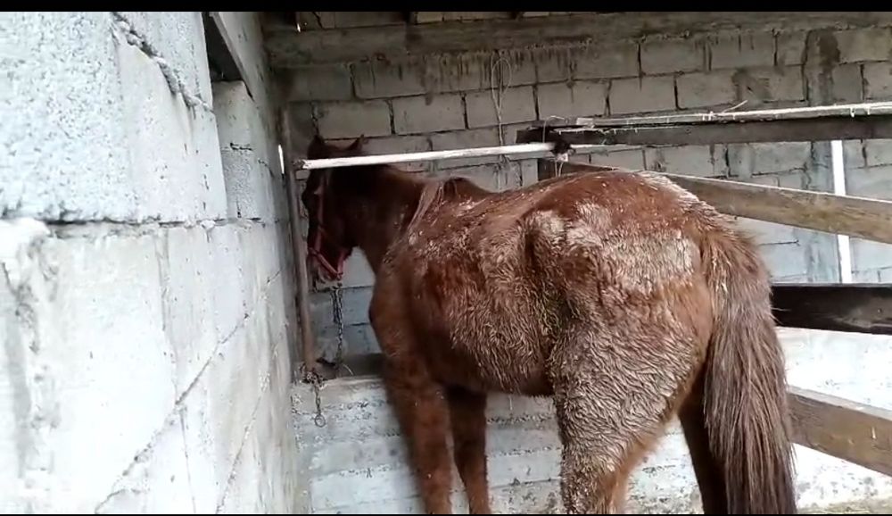 Бие сатылады срочно