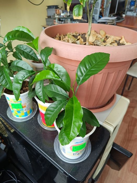 Саженцы мандаринов