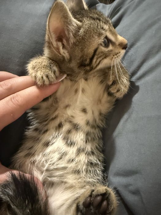 Котята от бенгалки