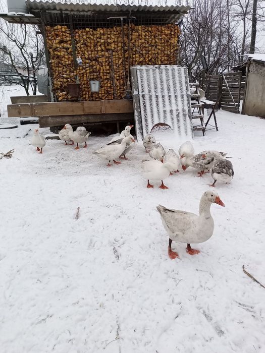 Vând gâște de țară