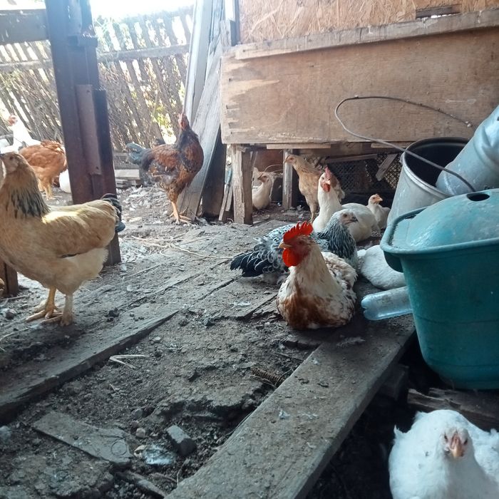 Продам петухов молодых