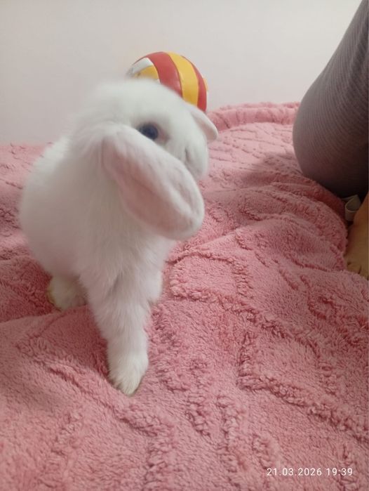 Кролик карликовый срочно