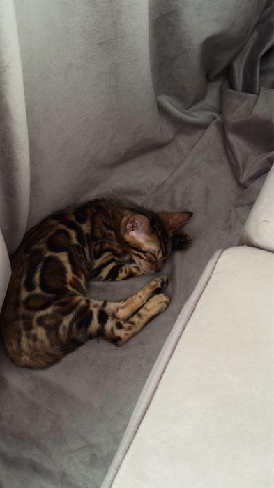 бенгальский котенок