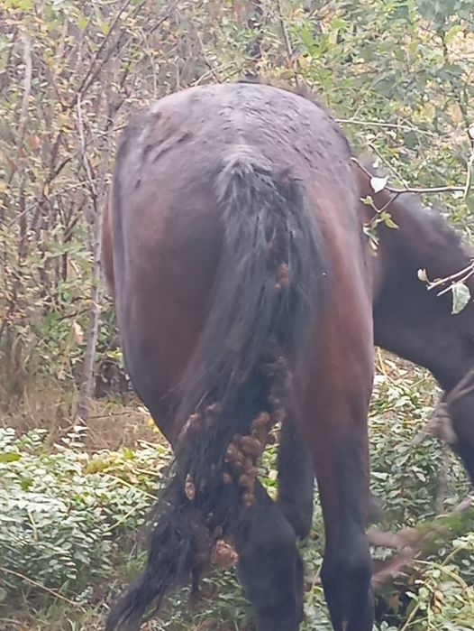 Жылқы  срочно сатылады 550000