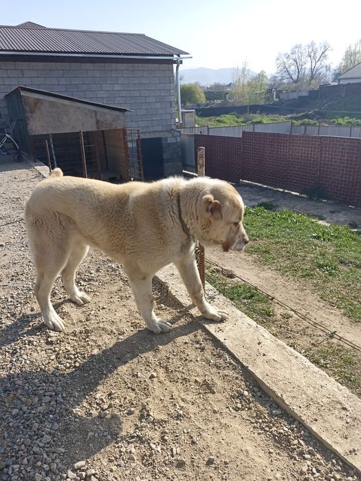 Алабай күшік... Сатылады...