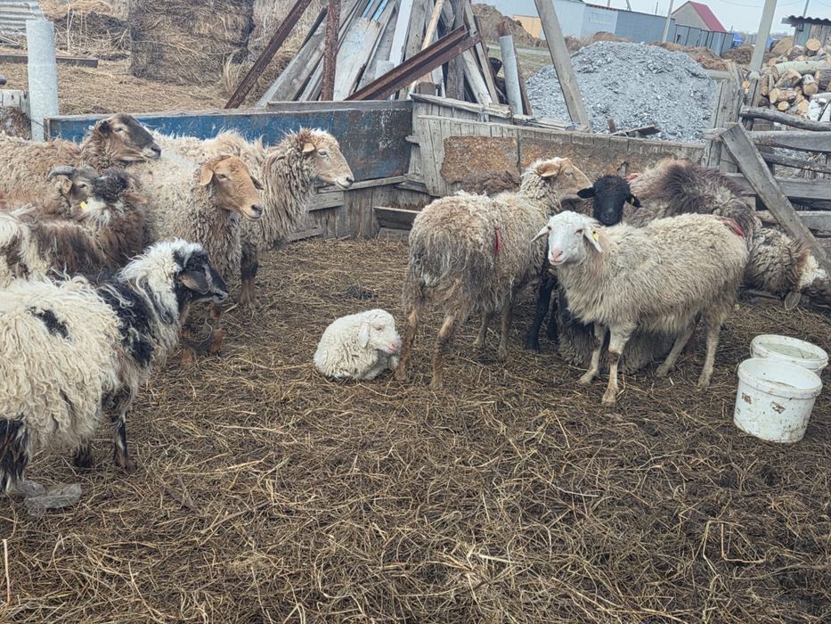 продам стадо баранов