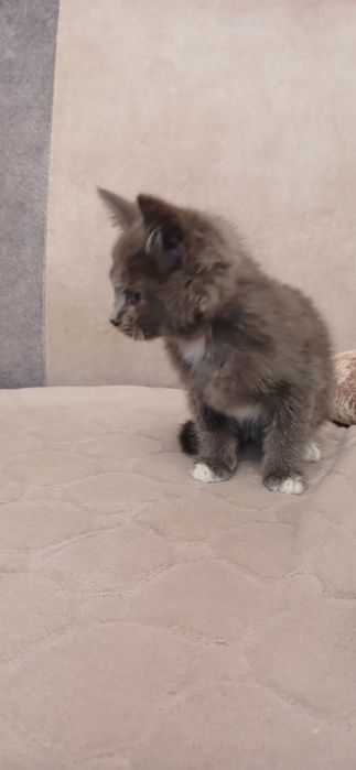 Отдам котёнка в добрые руки