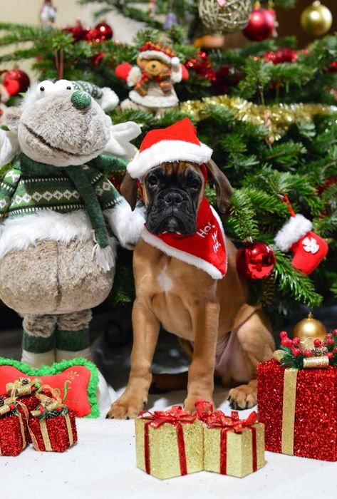 Pui Boxer cu pedigree