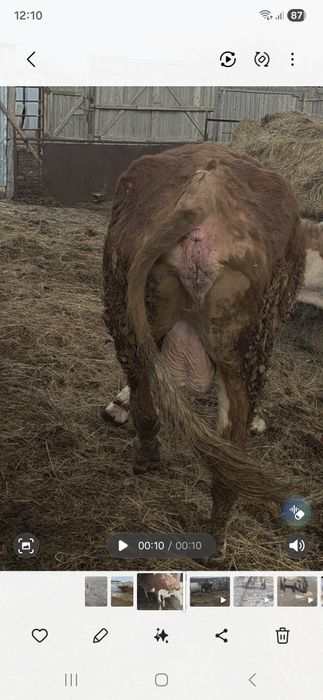 Симменталка сиыр сатылады!