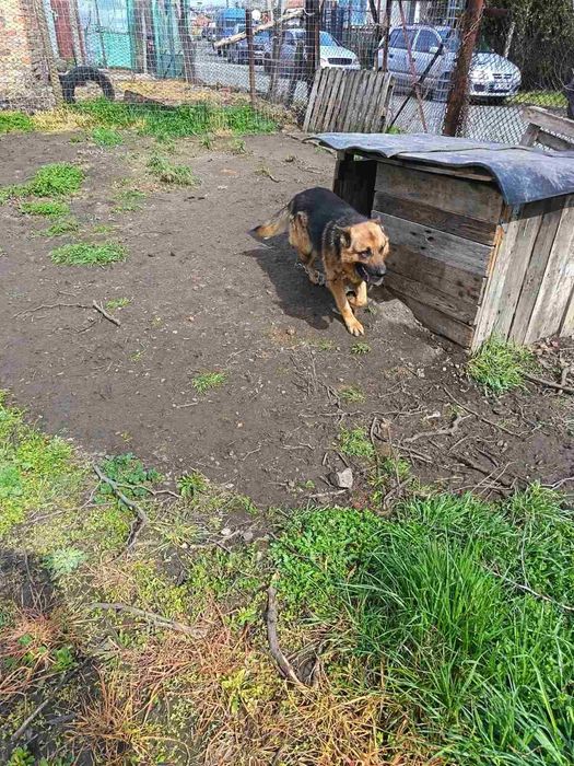 Продават се Немски овчарки