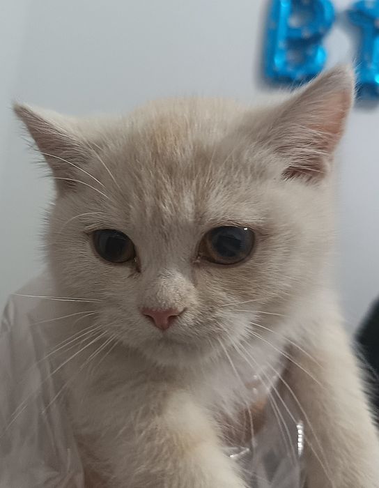 Mushuk 4oylik o'g'il bola shinshila