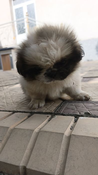 ZOTI PEKENES 3 dona bor