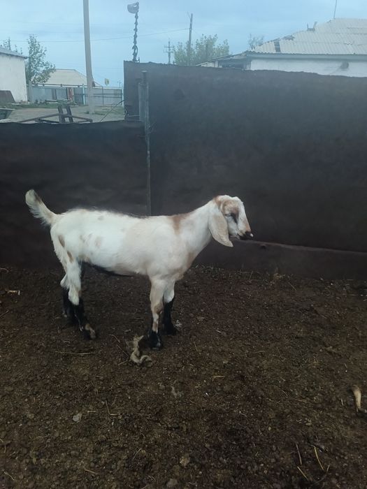 Продам козлят нубинские