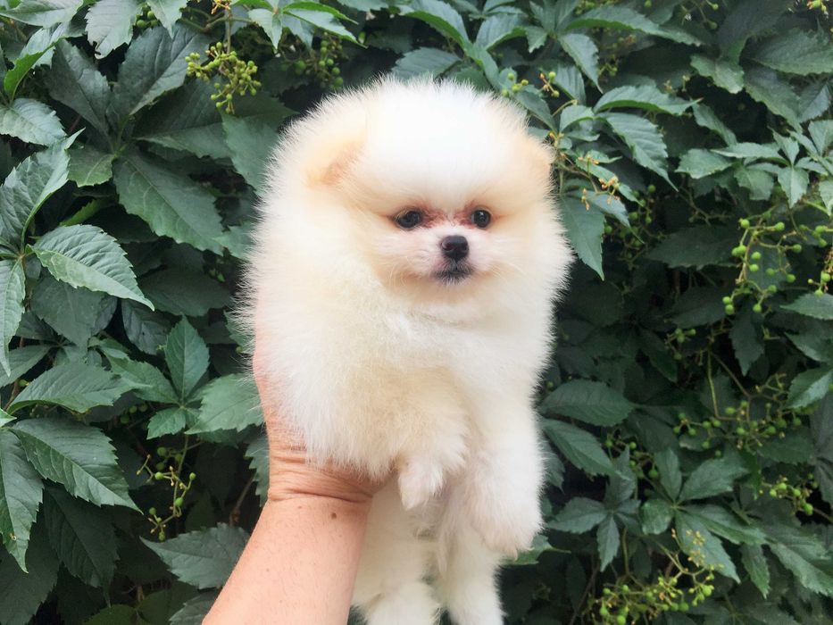 Померан мини Померанчета