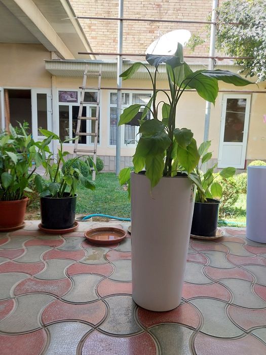 Maktab uy ofis uchun ideal gul aglanema