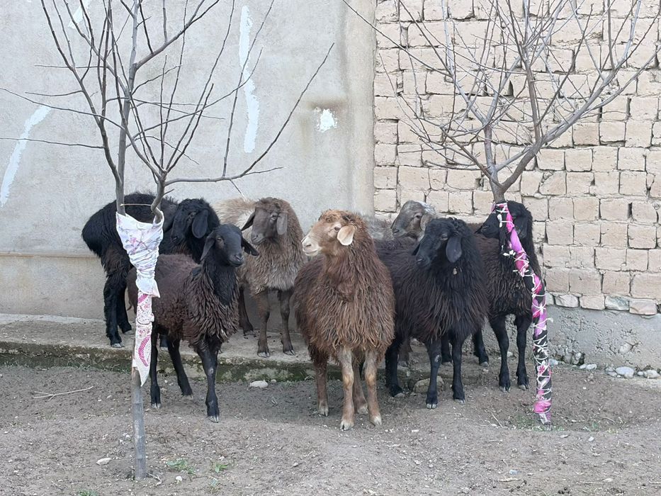 Тоқтылар сатылады