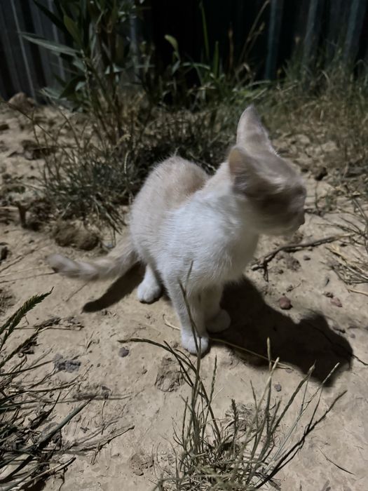 Xadiyaga mushuk beriladi