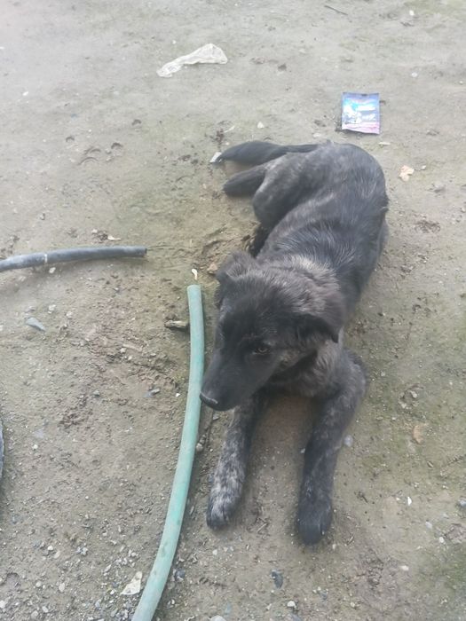 Собачка смешанная со спаниелькой