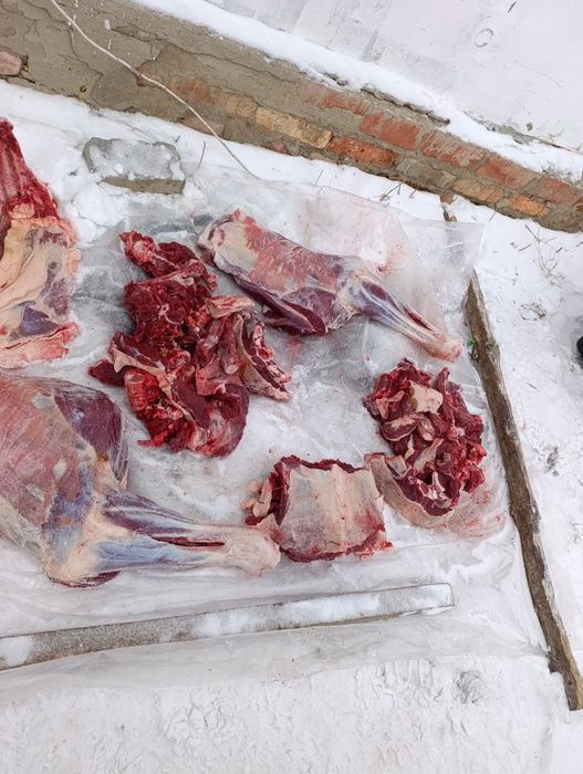 Продам мясо конина таичик