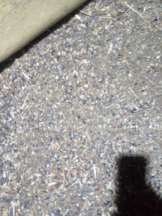 Продам. Отходы.  Подсолнечника  недорого