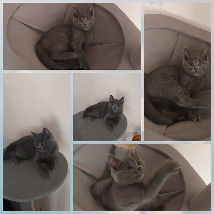 Британский котёнок девочка 2 мес