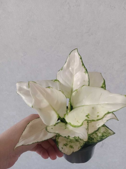 Продам комнатные цветы