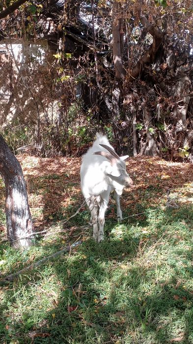 Теке породисти,сауын ешкинин текеси