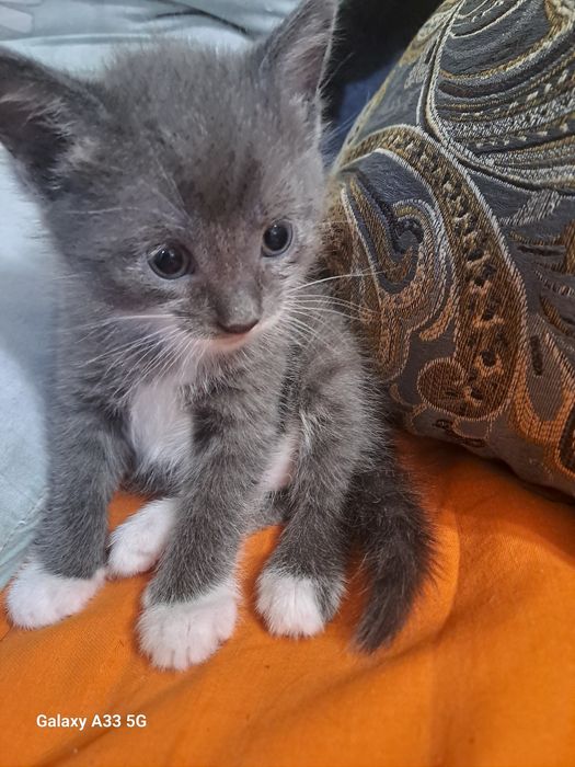 Отдам котят в хорошие руки