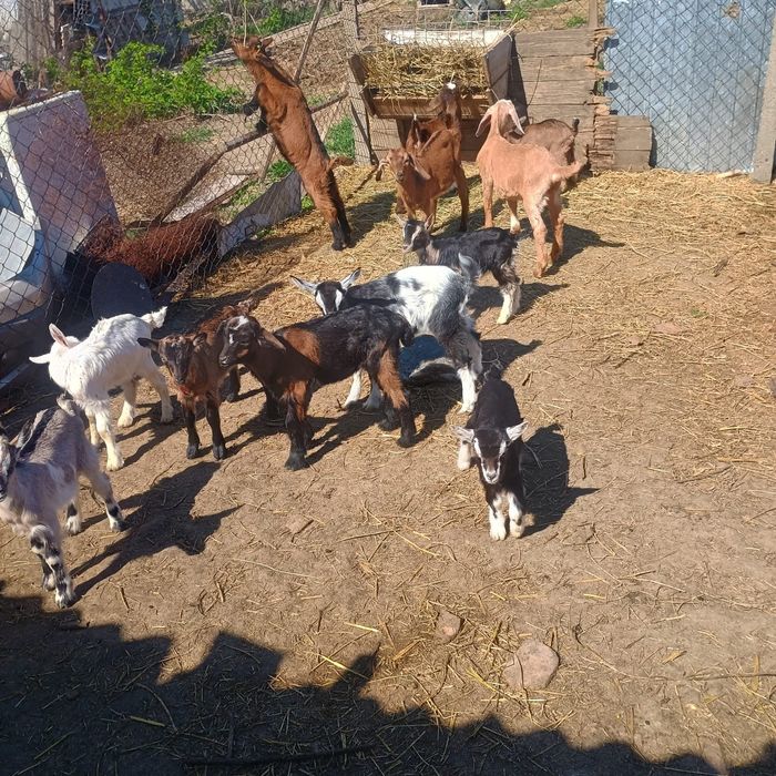 Iezi de vanzare preț 25 lei kg