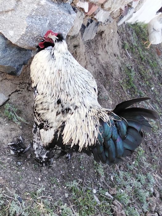 Продам петушка прошлогоднего