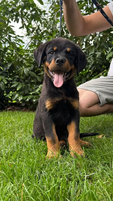 Pui rottweiler talie mare