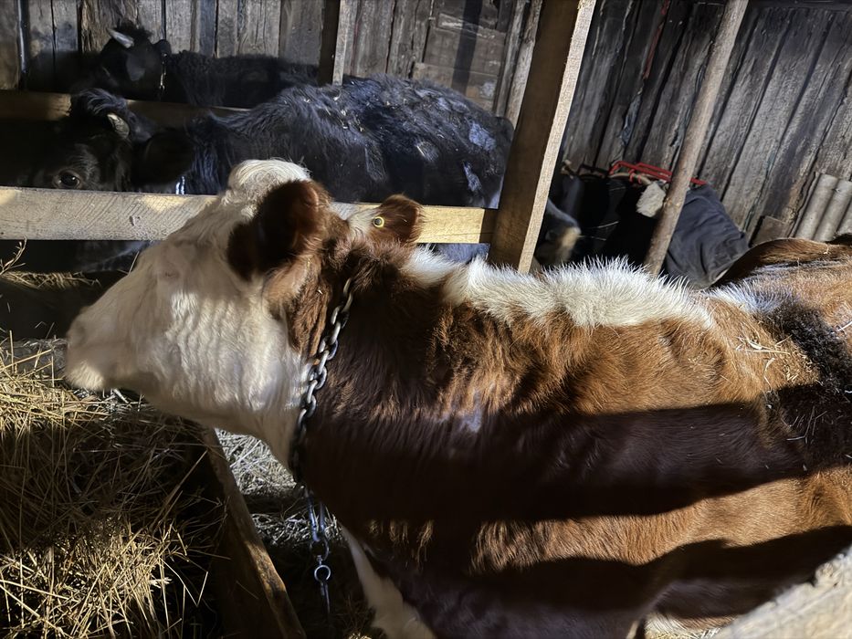 Дойная корова крс