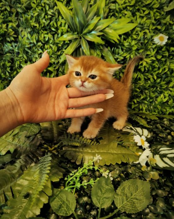 Алматы Котята Драгоценного Окраса