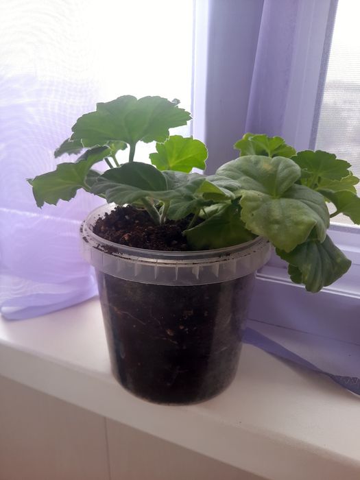 Продам пеларгонии