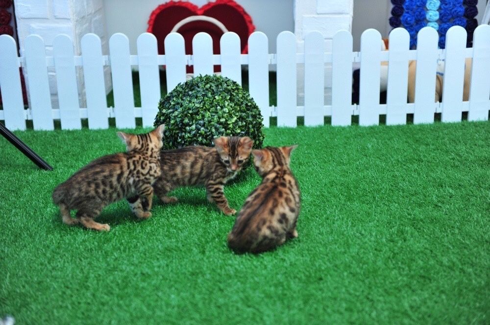 Бенгальские котята