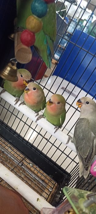 Папагали неразделки и корели