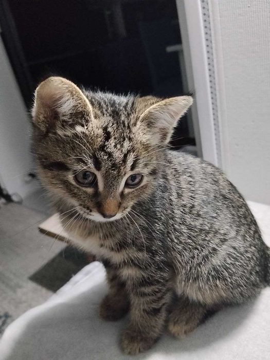 Котенок 2.5 месяца