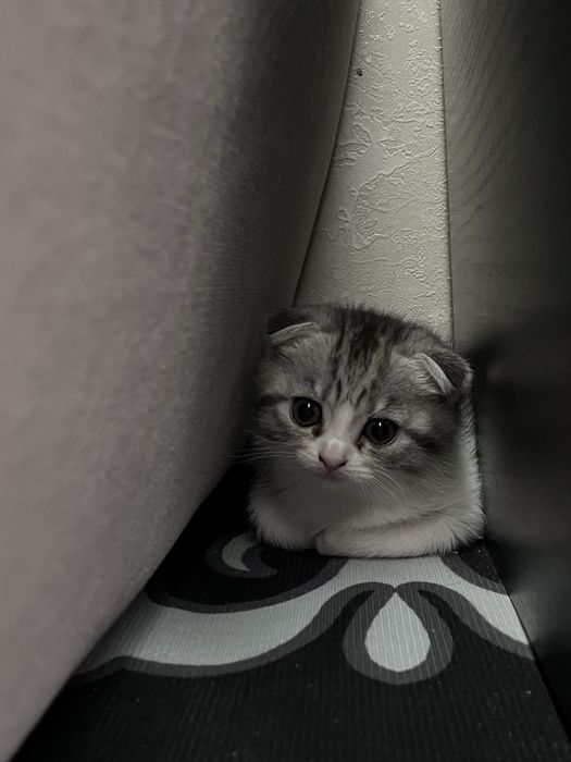 Кошечка британка