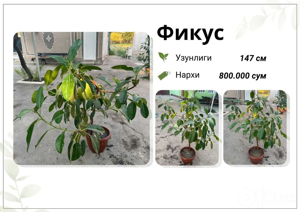 Фикус, Кора Шахзода, хар хил