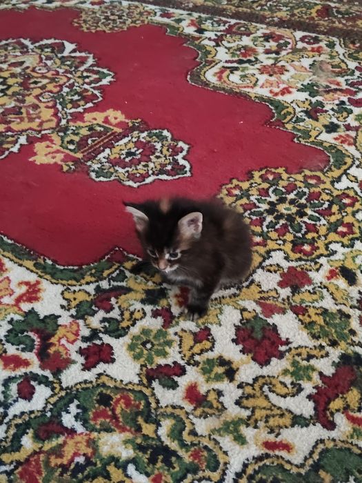 Продам котят мен кун