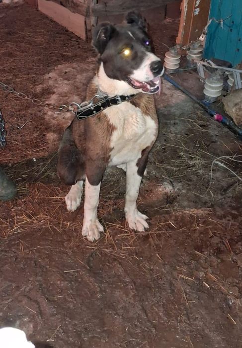 Тобет кушык сатылады