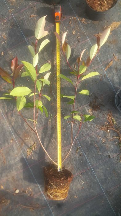 Photinia (fotinia) fraserii Red Robin, Carre Rouge gard viu