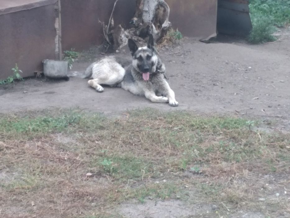 Восточно-европейская овчарка,Вязка