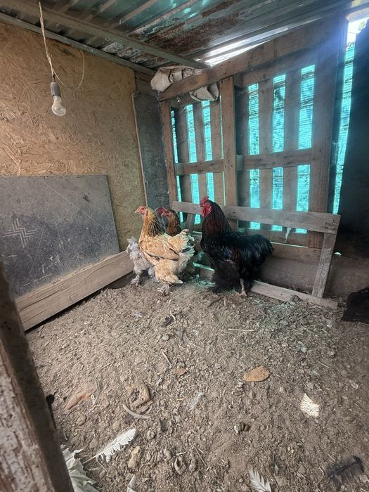 Продам курей цыплят