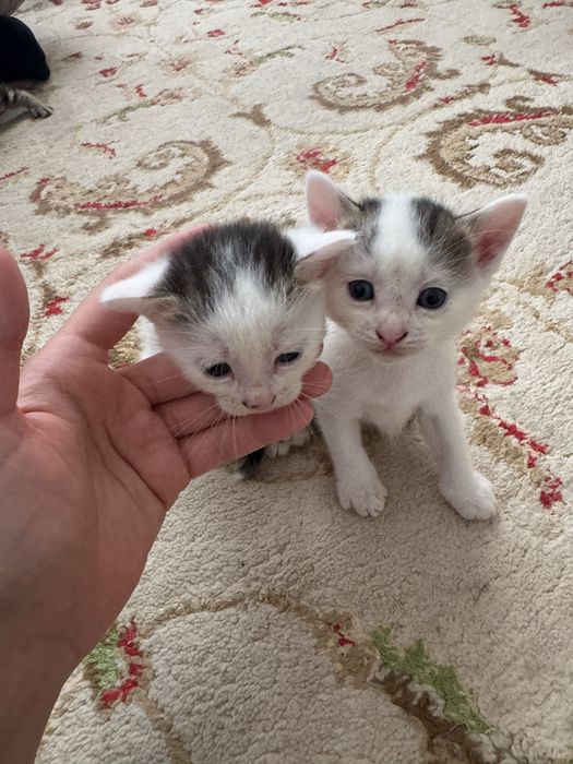 Отдадим котят в добрые