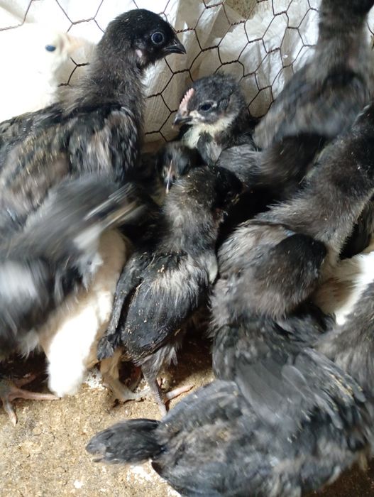 Vind 20 pui australop de 2 saptamina