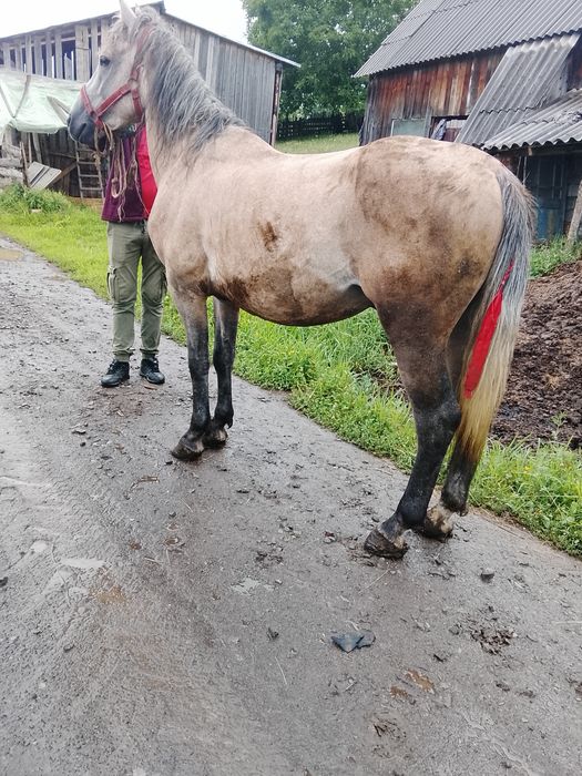 Vând sau schimb cal de 4 ani