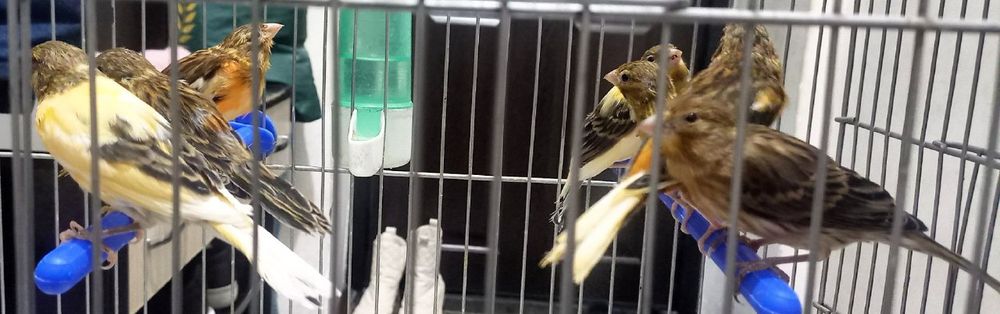 Канарейка. Нар , мода сотилади. Красный  дерева.