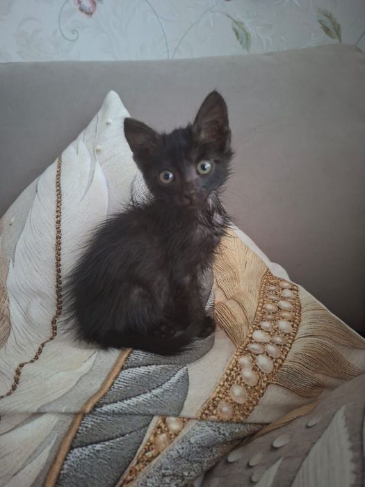 Котята 2-2,5 месяца
