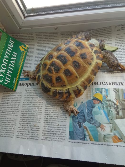Продам черепаху сухопутную